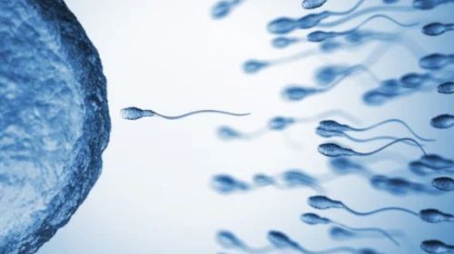 SpermRace