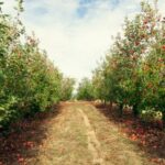 orchard