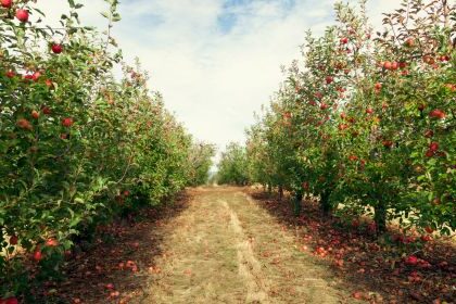 orchard