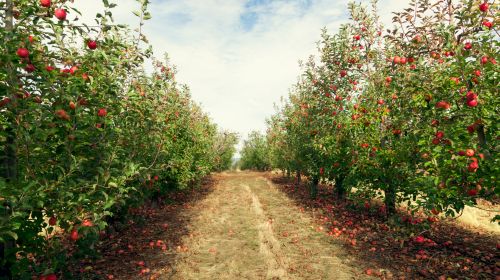 orchard